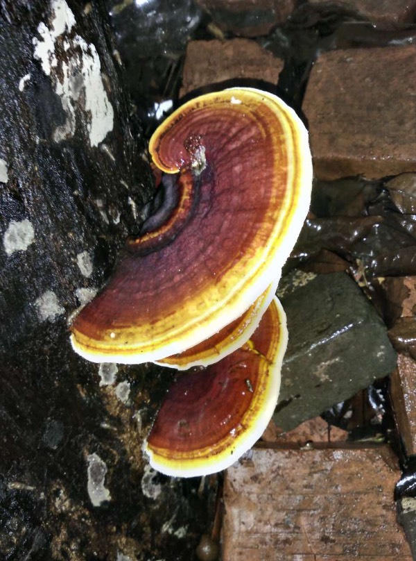 好稀奇！成都春熙路树上长灵芝成都的生态环境，到底有多好？