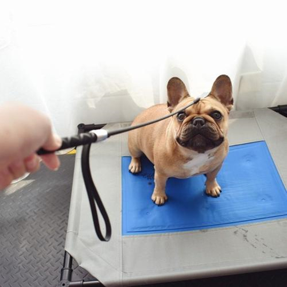 训犬师怎么训练狗狗,训犬师训狗有用吗