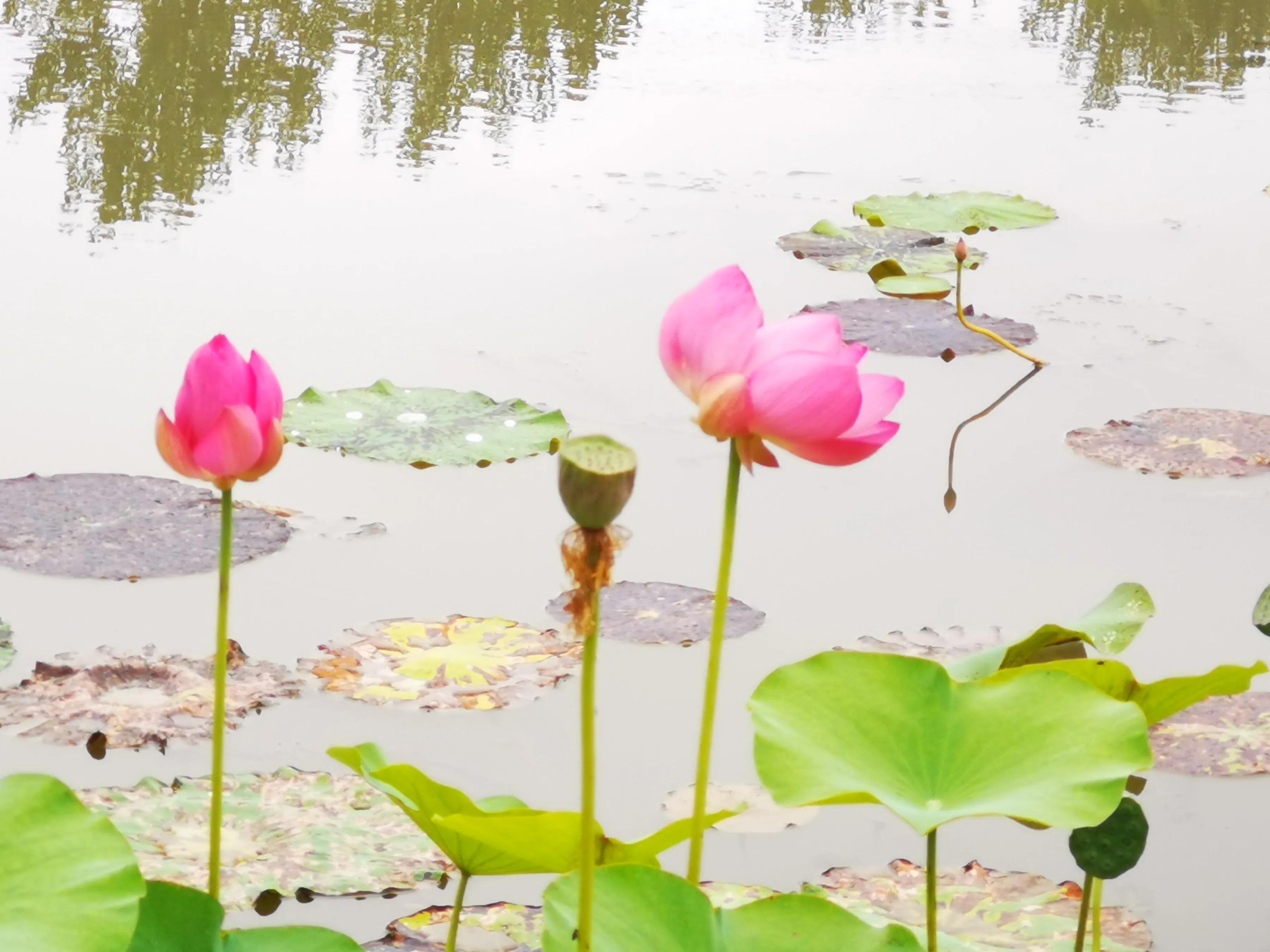 手机摄影手册圈友作品选第5期,手拍世界摄影交流平台