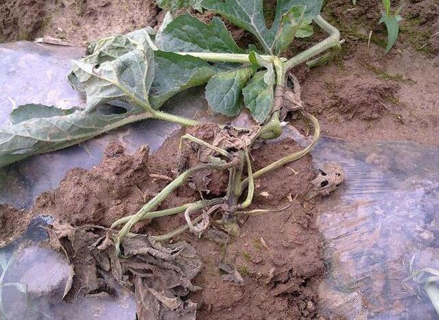 西瓜得了蔓枯病能全死亡吗,大棚西瓜的蔓枯病怎么治疗