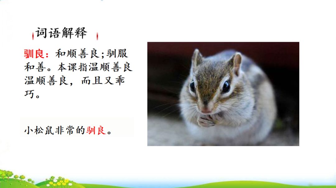 五年级语文第17课松鼠讲解,五年级上册第17课松鼠教材详解