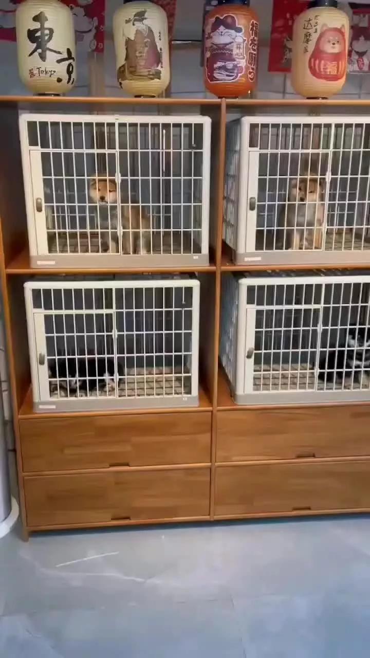 如何选择一只纯种的柴犬,如何选择一只正宗的柴犬