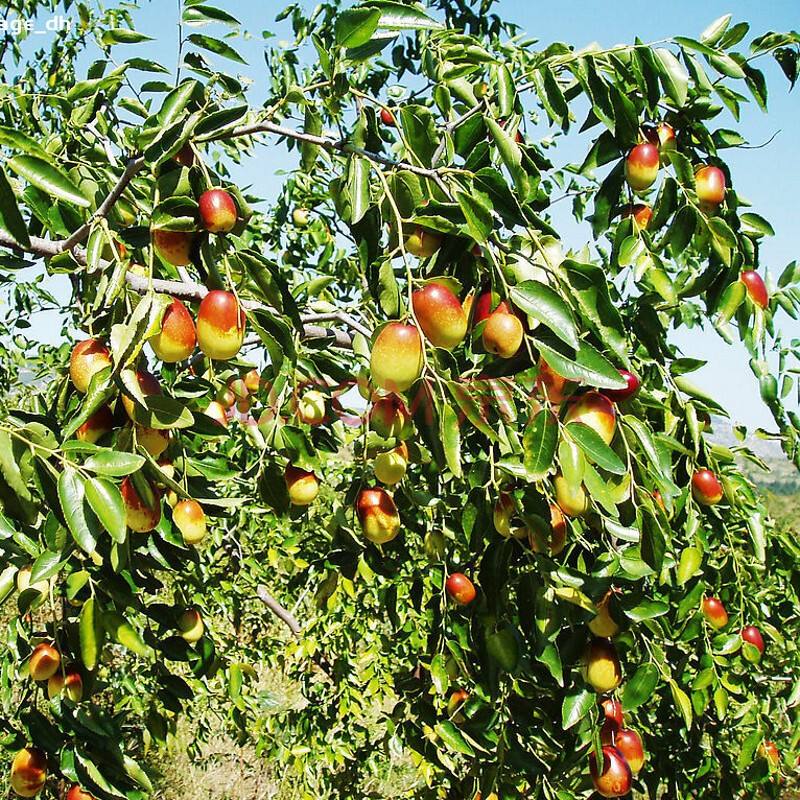 大荔冬枣种植成本及利润,冬枣亩收入