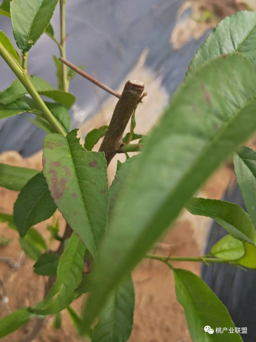 桃树幼果期是防治病虫害最重要的时期
