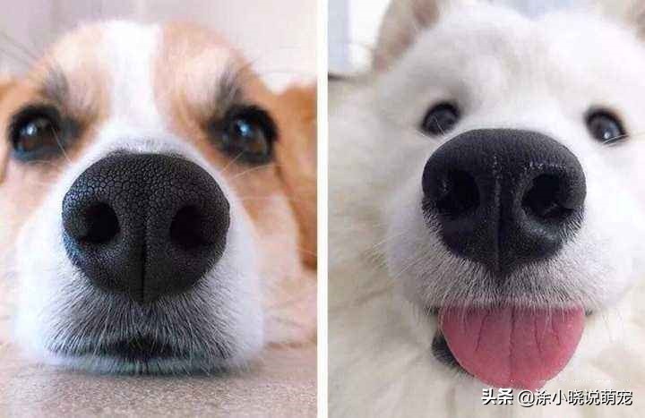 宠物鼻子湿的好还是干的,幼犬鼻子干热怎么回事