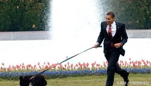 狗狗冷知识500条,狗狗柯基冷知识