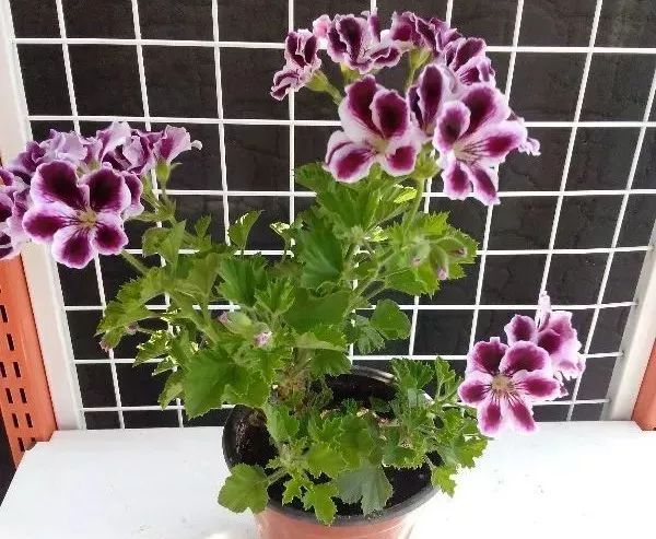 做花针的方法,学做花针