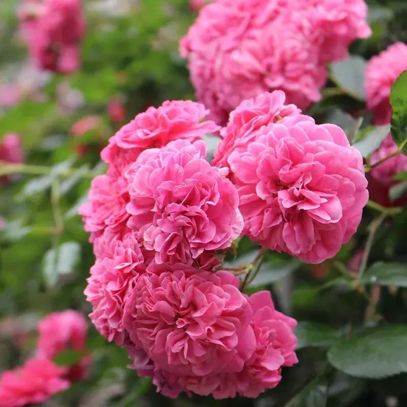 耐晒又香又好养的阳台月季,阳台月季好养吗