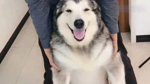 建议穷人养的10种狗便宜的品种,十大不建议穷人养的狗品种