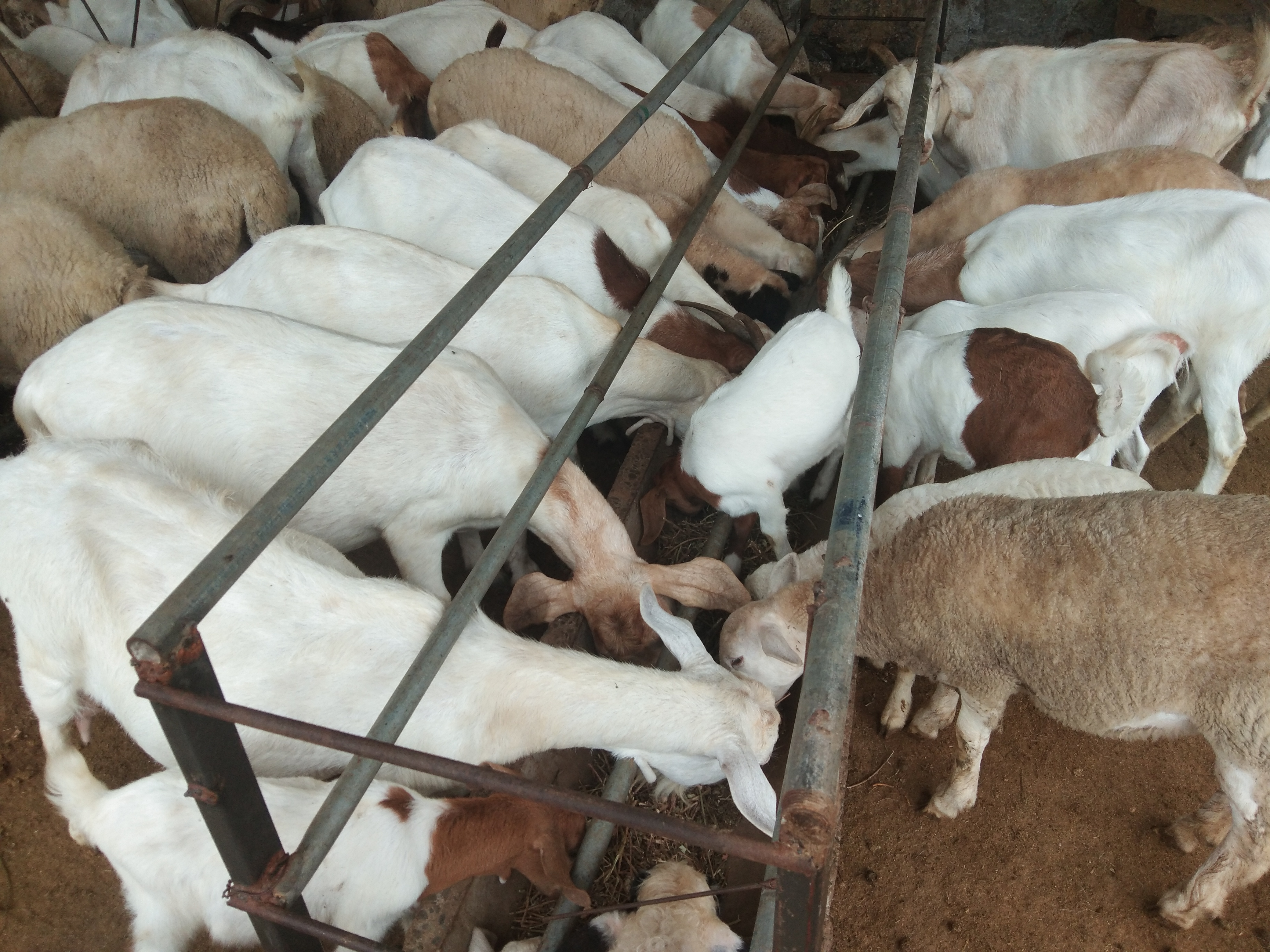 养殖户学习技巧,学习给羊打针技术