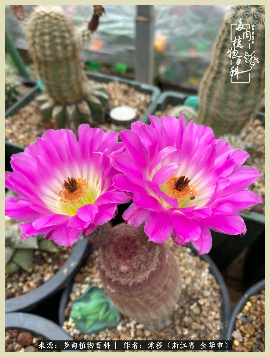 仙人球开花并散发着香味,仙人球花盛开吐露芬芳