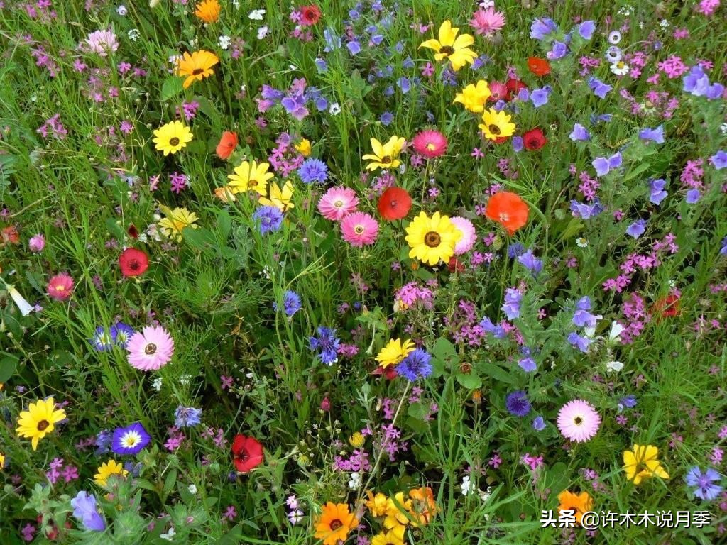 适合阳台养的月季品种推荐,盆栽月季哪些品种比较好养