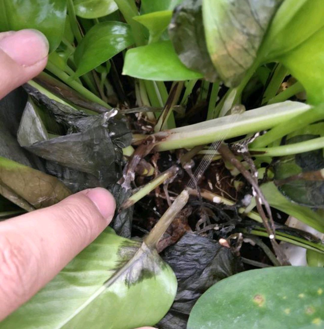一年四季不死的十种花水养,浇水过多死的植物