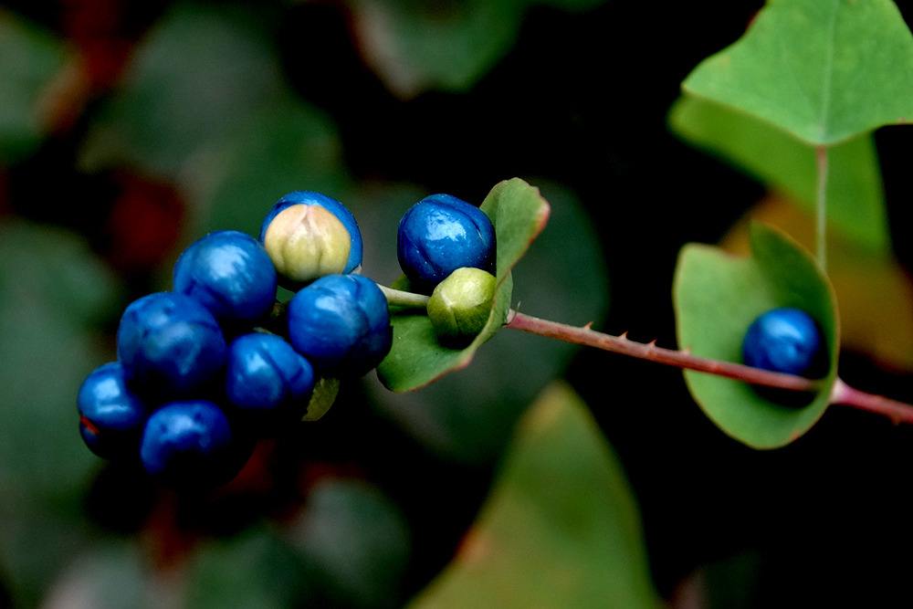 105种野草图片大全,105种野草的图片功效与作用