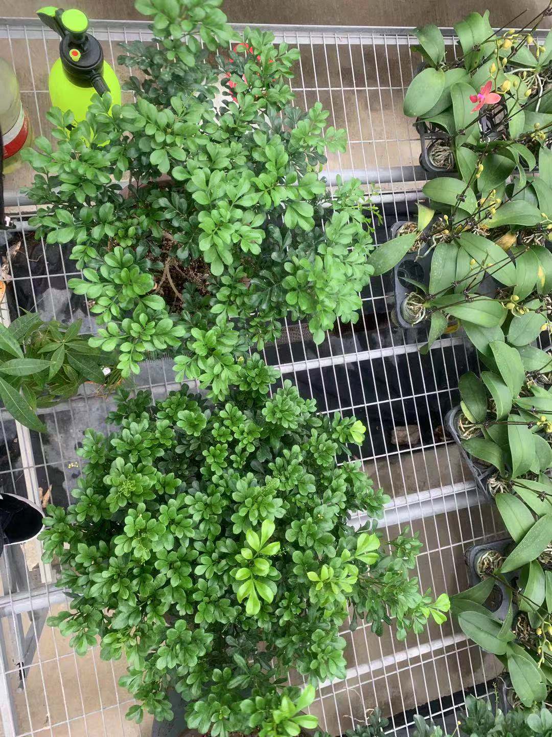 百度文库显示，七成以上花友困扰于米兰的胶泥土，该如何解决