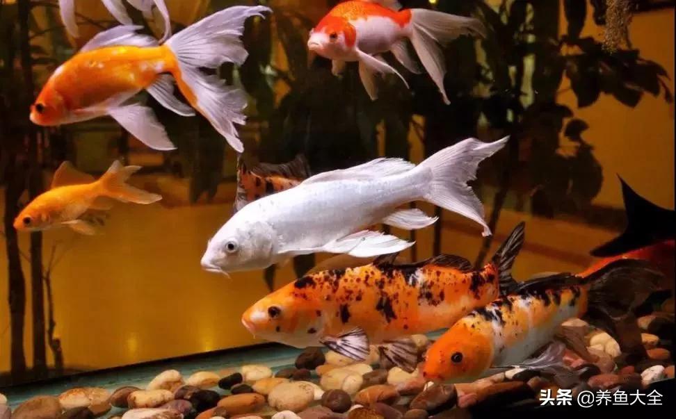 养鱼的硝化系统,养鱼必备硝化菌