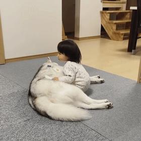 哈士奇到底怎么养它才能听话,哈士奇的优点和缺点