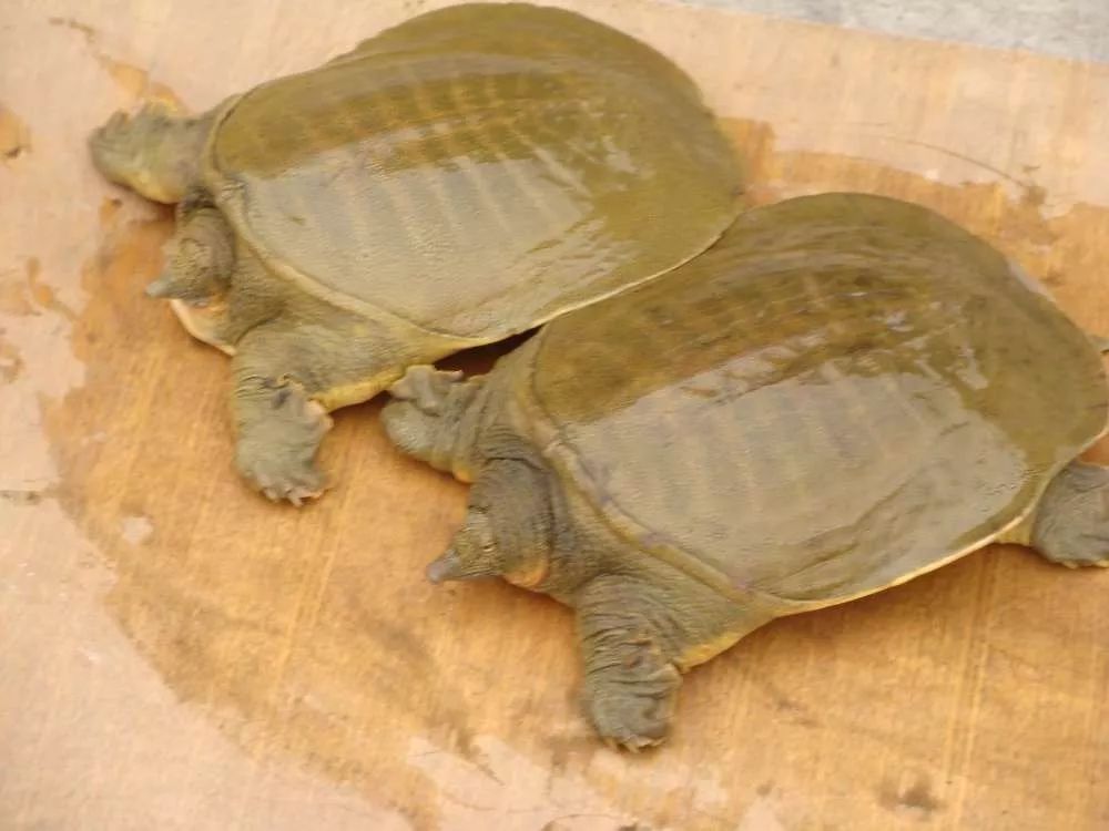 养殖什么稀奇的品种赚钱快又好养,养殖最赚钱的品种