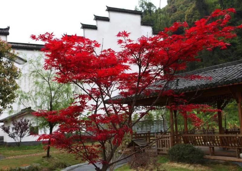 三明大金湖导游词400字,大金湖的景区导游介绍