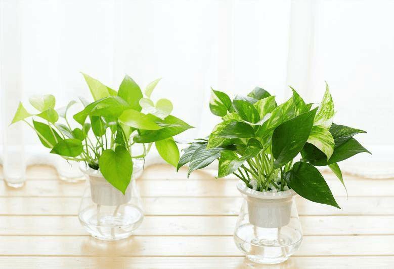 水培发根后怎么转土培养,怎么养水培富贵树才绿油油