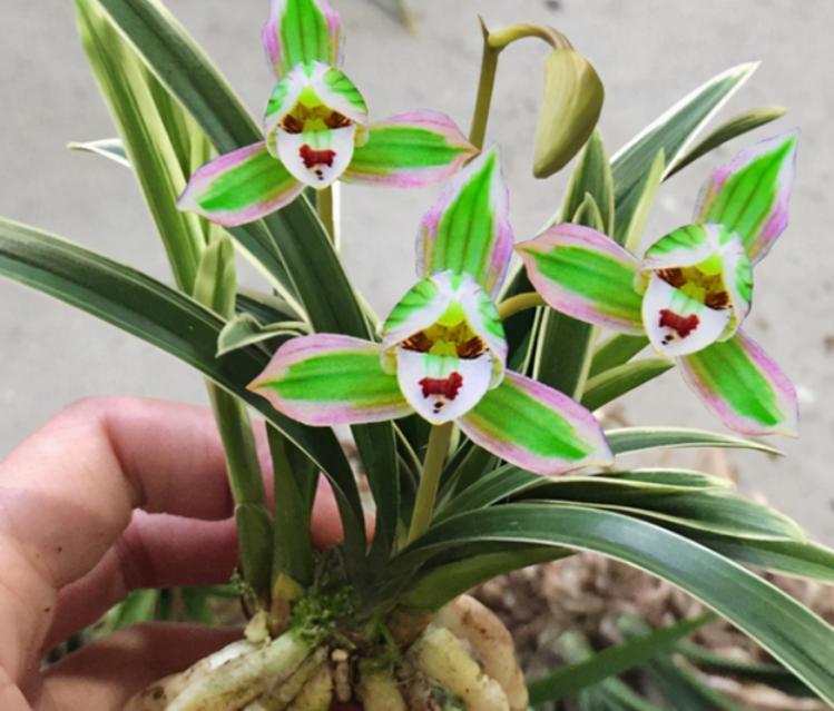 矮种建兰帝王妃开什么花,建兰帝王妃的种植方法