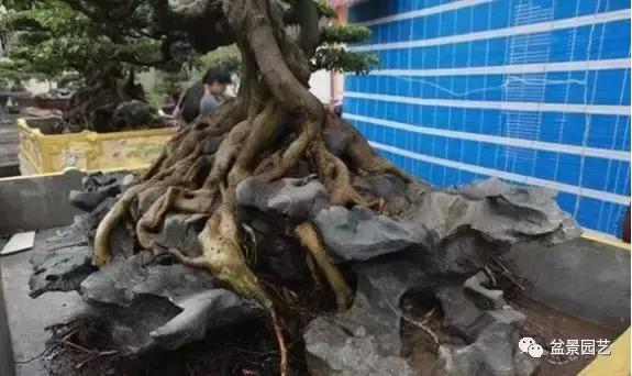 龙凤盆景多少钱一盆,现在值钱的盆景