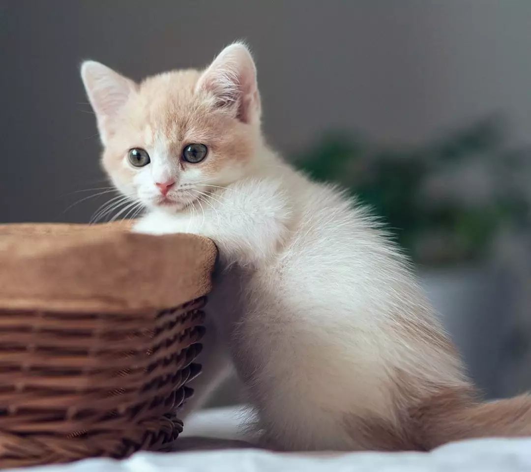 猫咪抓了一下主人一晚上没睡,主人被猫咪抓直流了一点血没事嘛