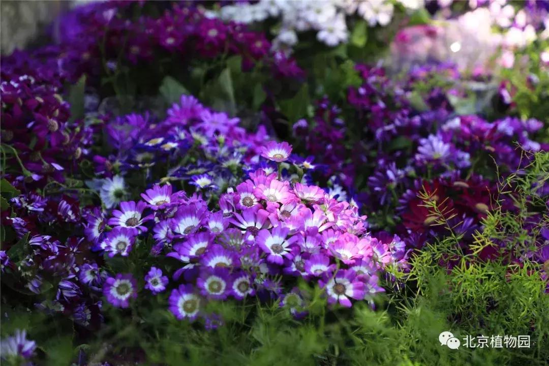中国科学院植物研究所北京植物园,北京植物园有牡丹花还有什么花