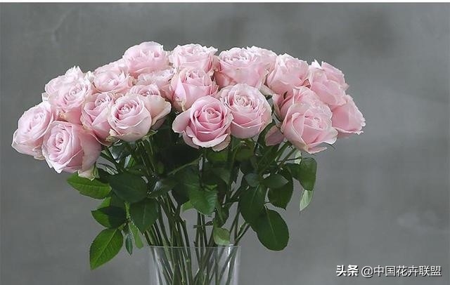 玫瑰花玫红色属于什么品种,最大冠幅玫瑰花是什么品种