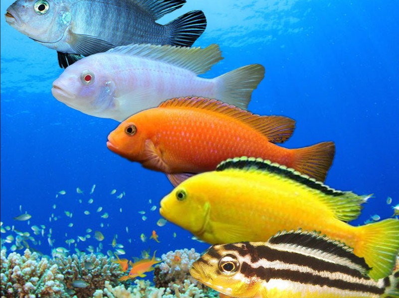 哪些三湖慈鲷鱼容易上手,三湖慈鲷可以再加些三湖慈鲷么