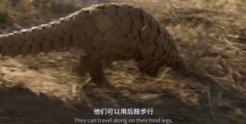 吃野生穿山甲的后果,吃了穿山甲会有什么法律后果