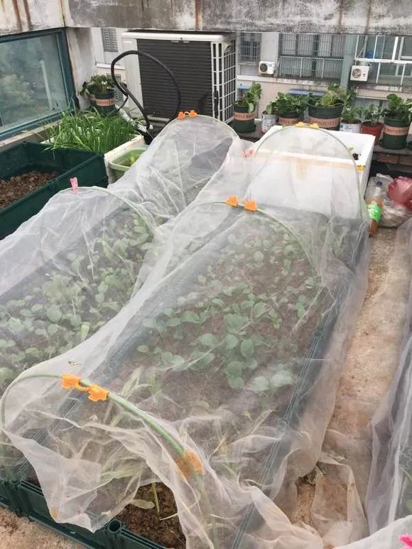 避蚜虫的防虫网,种菜防虫网能防蚜虫吗