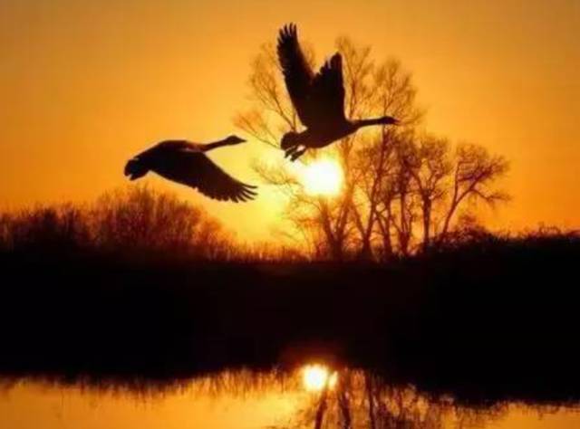 不知名诗人的一首诗，短短40字，中间两句堪称千古绝对，选入课本