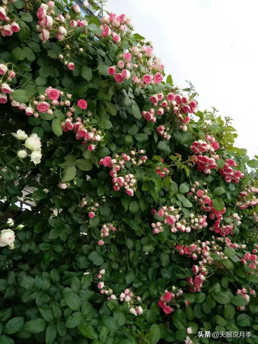 抗病性好的月季推荐,哪些月季品种抗病强