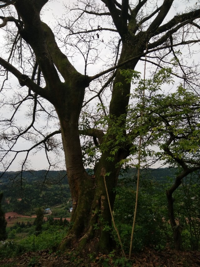 《天笙妙寨》文l胡立夫.愚夫主义原创