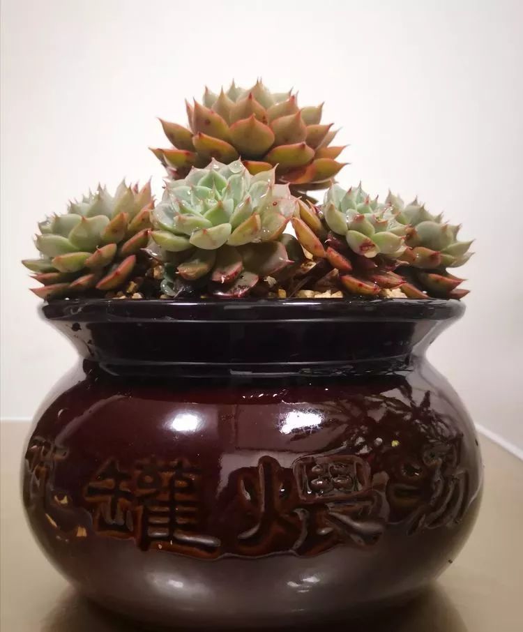 一花一叶一世界多肉,一花一世界多肉之美