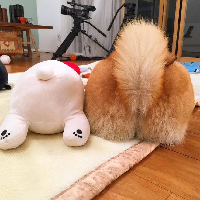 柴犬福建三明自家生的纯种柴犬,纯种柴犬与双血统柴犬的区别