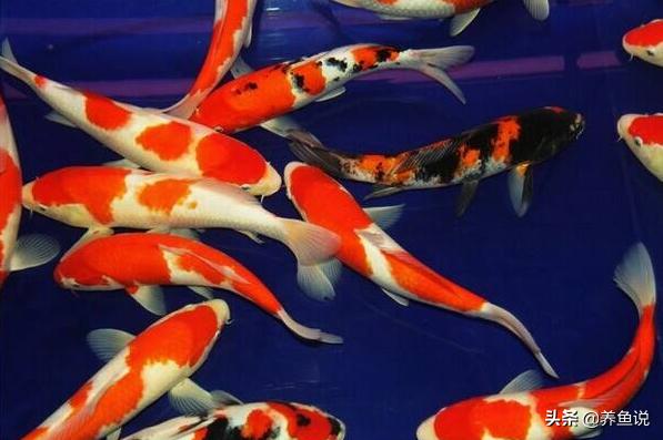 什么观赏鱼最好养又存活率高,观赏鱼分为哪四类