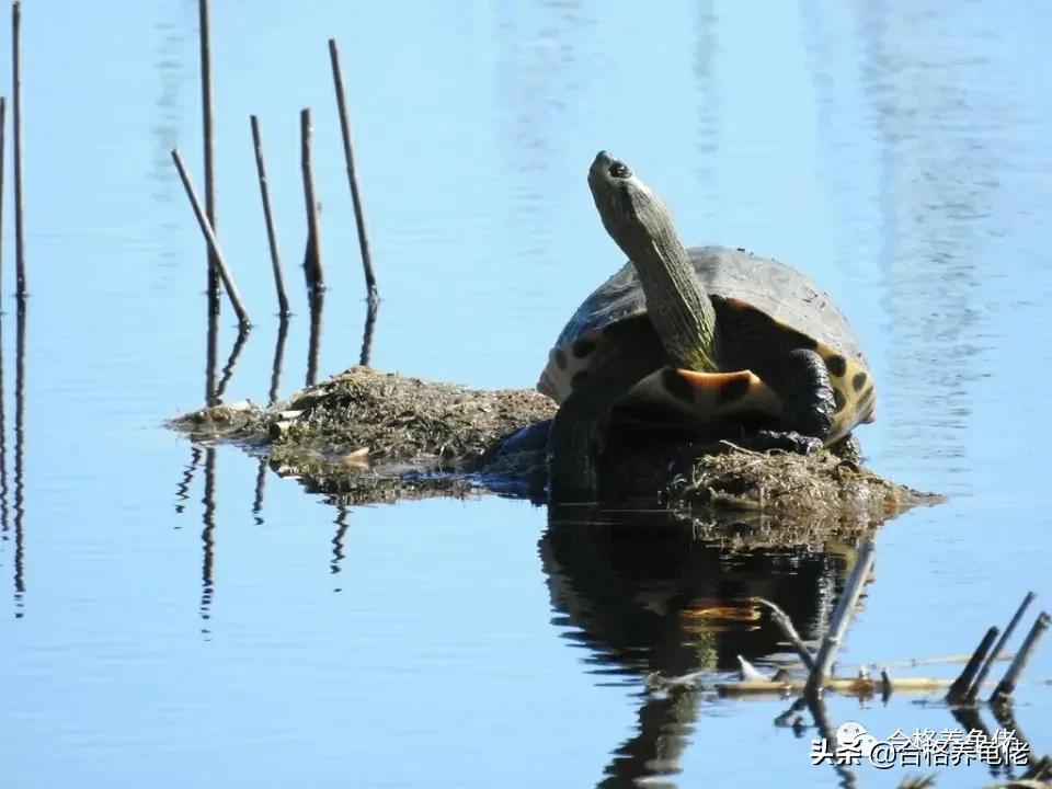 黄缘龟背甲可以抹油吗,龟背甲护理