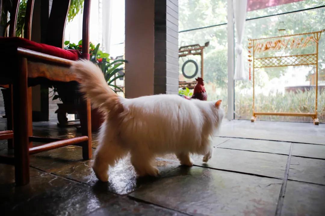 跟本喵同星座的两脚兽一定很“仙儿”