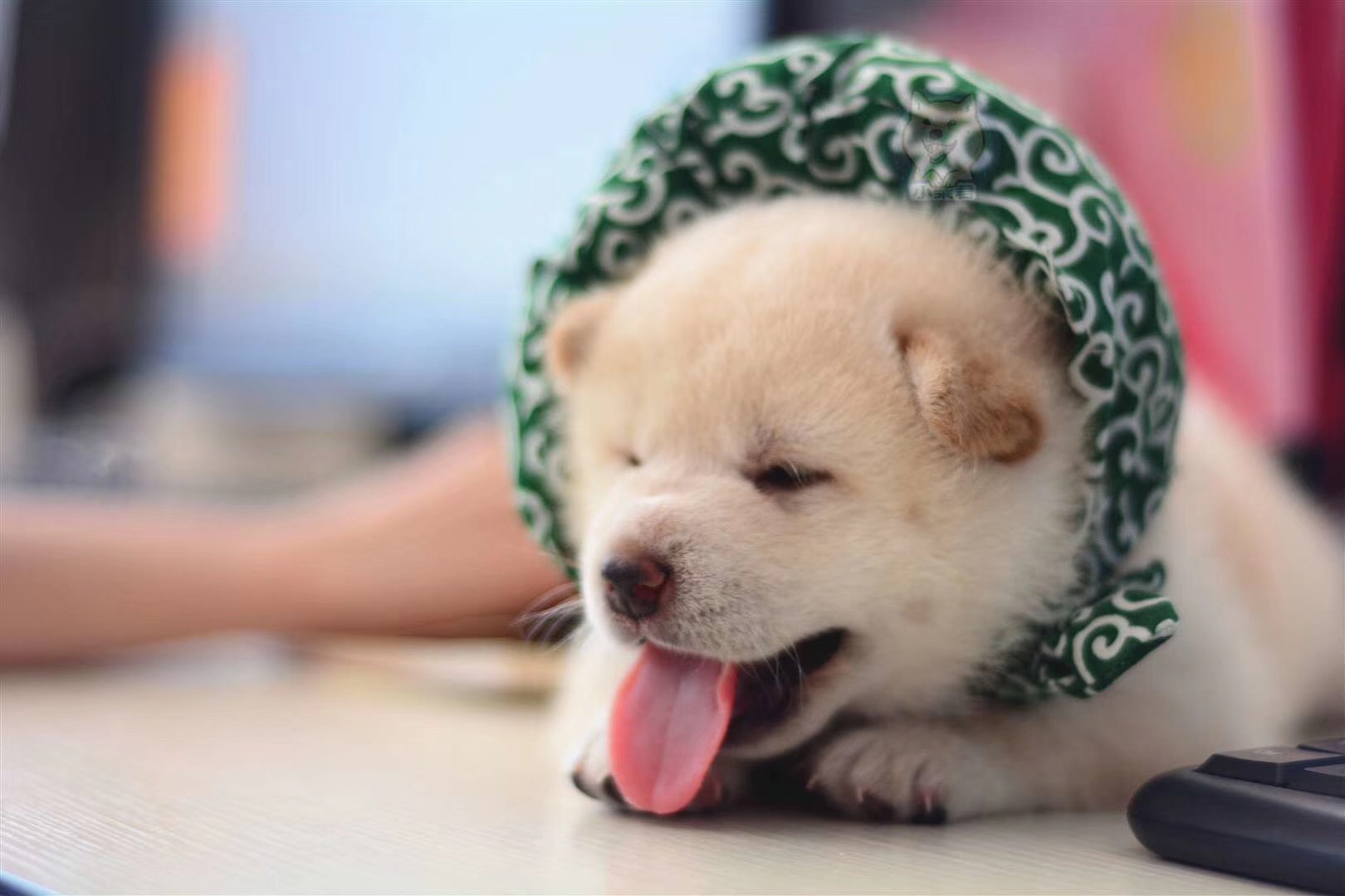 白柴犬多少钱一只幼崽,白色柴犬和奶白色柴犬哪个贵