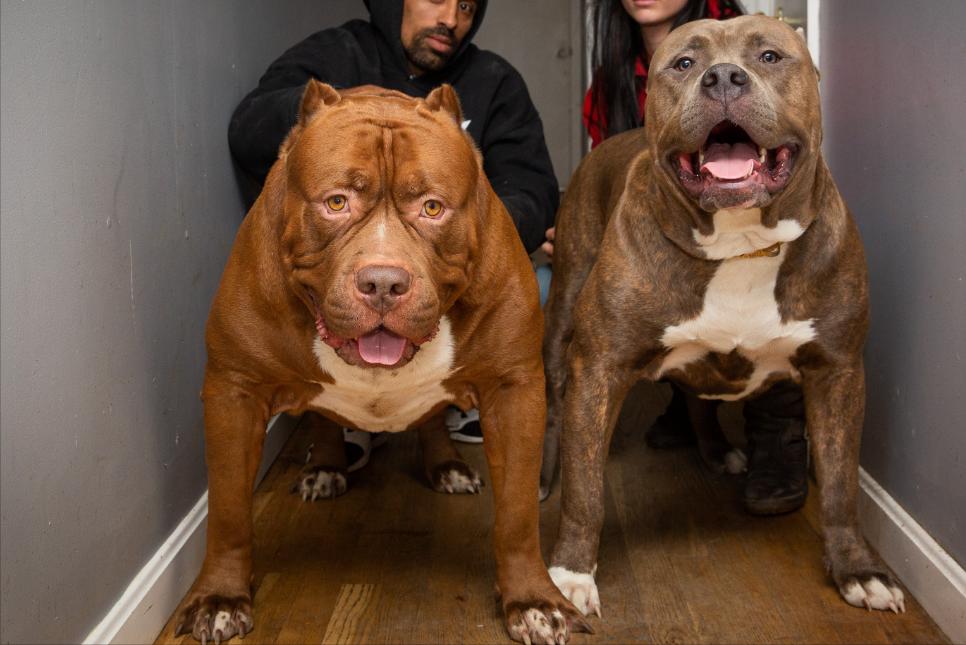 世界上最凶猛的狗排行榜,十种最凶猛的小奶狗