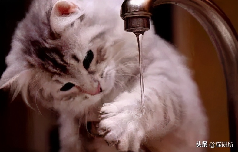 什么精油对猫有危害,猫咪精油有必要用吗