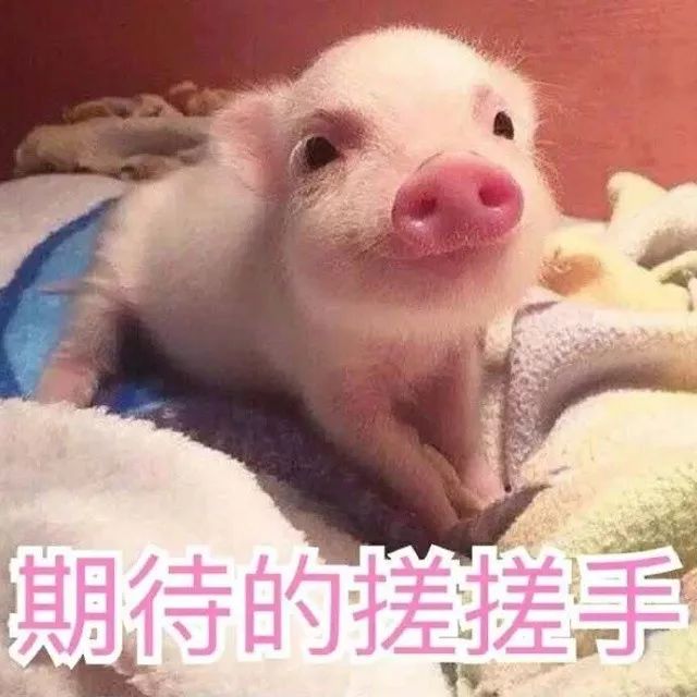 广州黄埔花市2023年什么时候开始,2020年黄埔花市