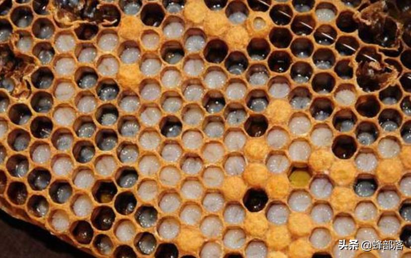 新蜂王产卵效果怎么样,新蜂王产卵会不会多卵
