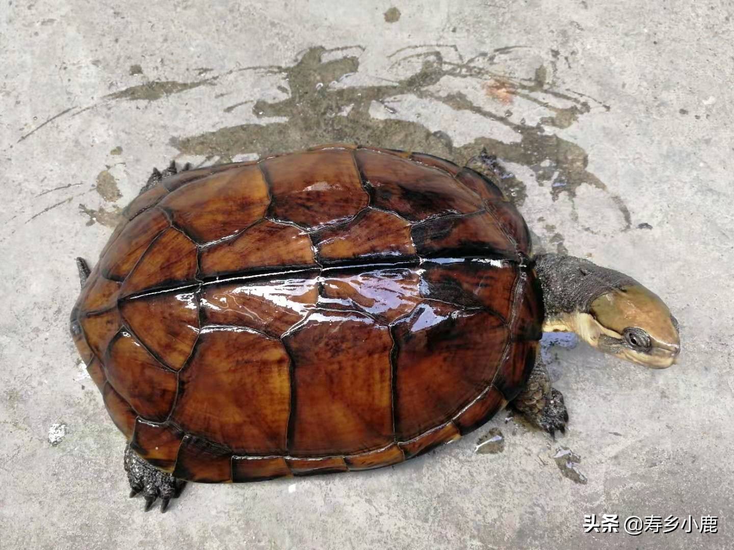 石金钱龟降价原因,石金钱龟的困境