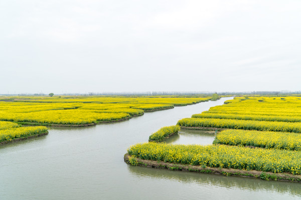 踏春赏花正当时，打卡千垛水上油菜花！玩转兴化景点美食全攻略