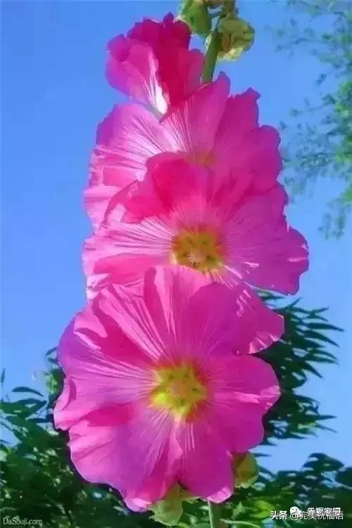 正月初九祝愿大家好运长长久久,正月初九最美好的祝福送给友友们