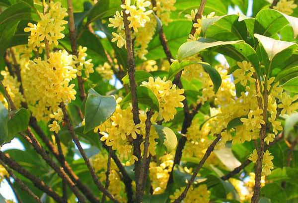 芳香扑鼻的桂花怎么养,芳香扑鼻的桂花咋样