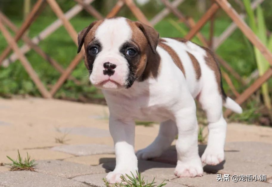 狗狗丢了用什么灵异方法找回来,狗狗丢了怎么找回流浪狗